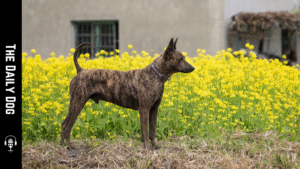 Taiwan Dog: The Loyal and Unique Canine of Taiwan