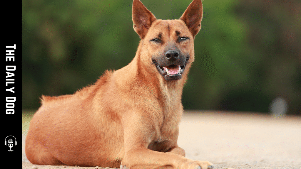 Thai Ridgeback: The Elegant and Agile Guardian of Thailand