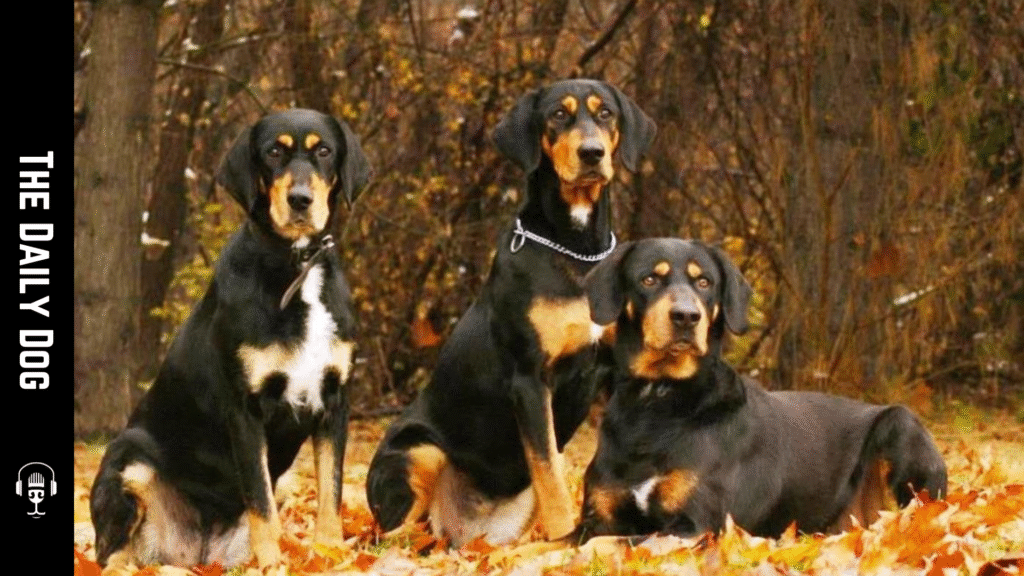 The Fascinating World of the Transylvanian Hound