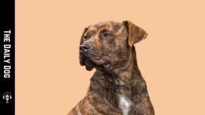 The Unique Charm of the Treeing Tennessee Brindle