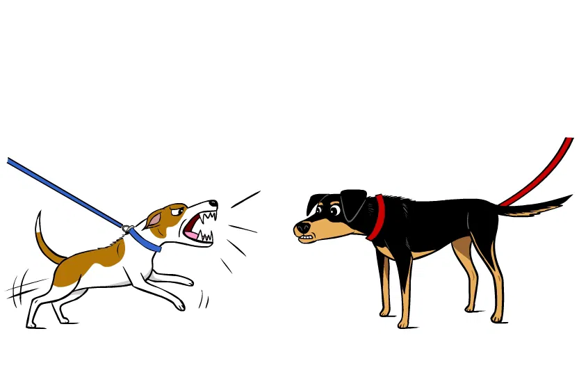 Here’s What Alaska Dog Works Fixed for Someone Like You: A Real Leash Reactivity Success Story