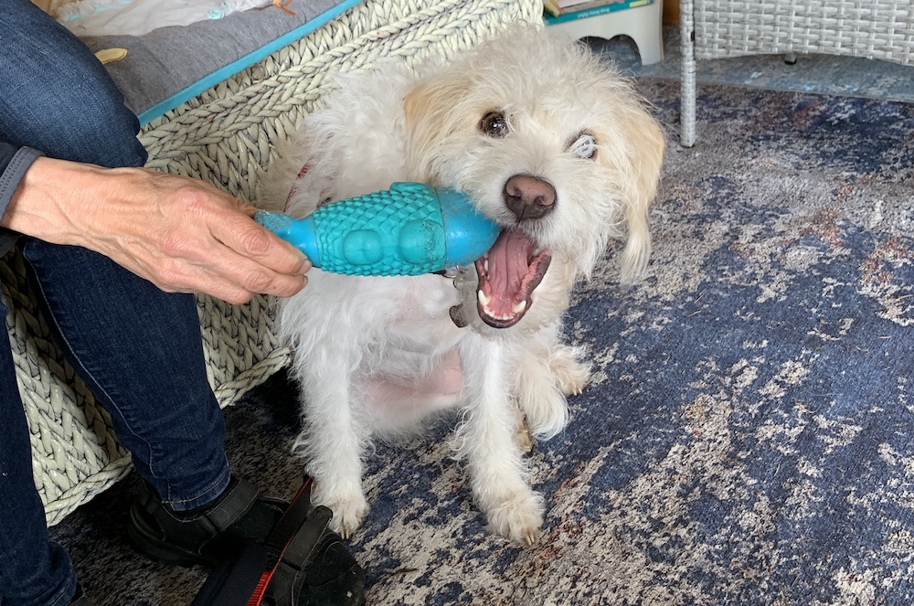 ames Gunn’s own rescue pup, Ozu