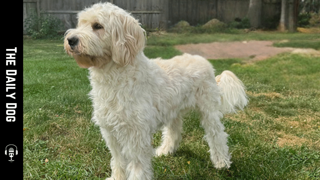 Barbado da Terceira: The Loyal and Versatile Portuguese Dog Breed