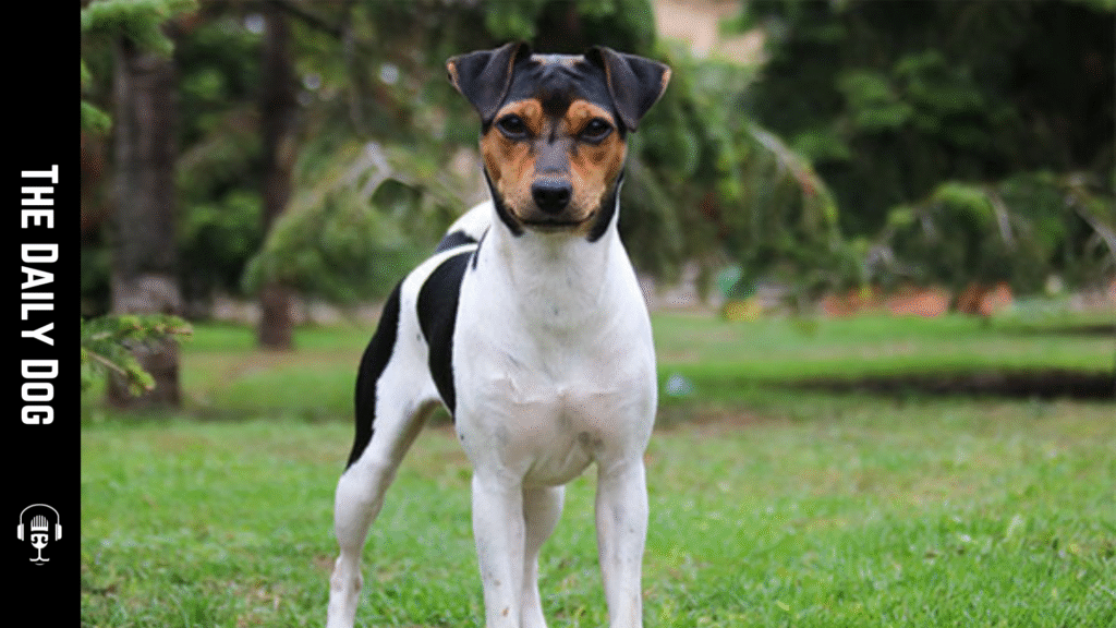 Brazilian Terrier: The Energetic and Intelligent Companion for Active Families