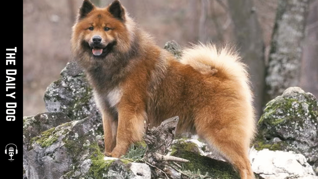 Eurasier: The Elegant and Loyal Companion for Dog Lovers