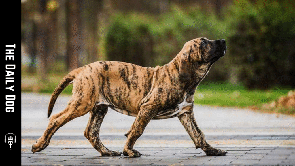 Fila Brasileiro: The Loyal and Powerful Guardian of Brazil