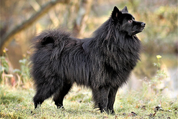 German Spitz: The Elegant and Playful Companion