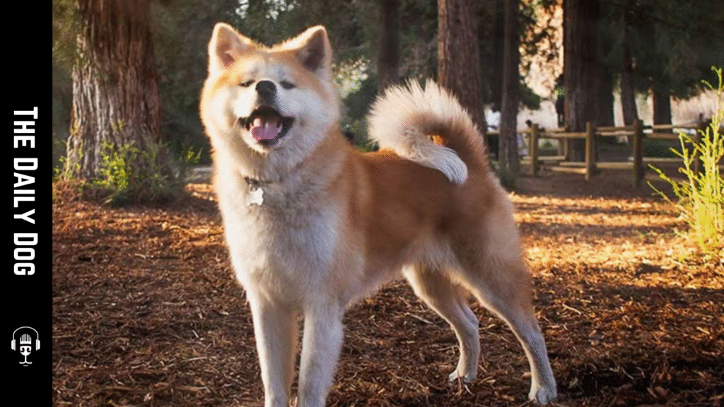 Japanese Akitainu: The Noble and Loyal Guardian of Japan