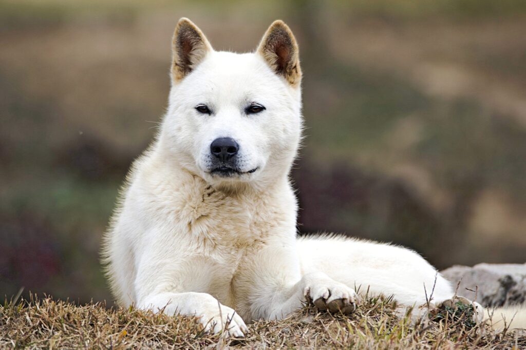 The Korean Jindo Dog: An Ancient Breed of Loyalty and Grace