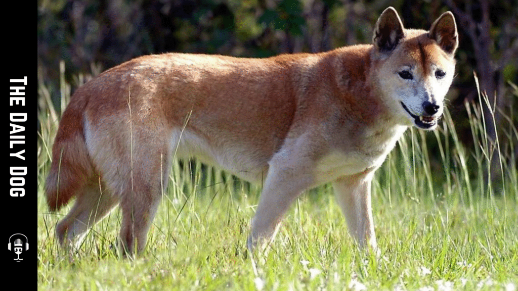 New Guinea Singing Dog: The Unique Canine With a Melodic Voice and Wild Heritage