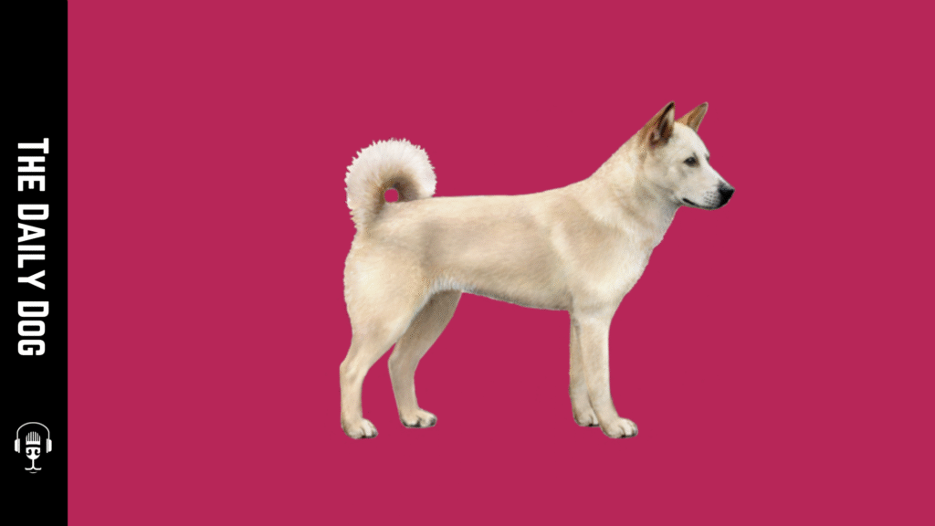 Poong San: The Loyal and Agile Korean Mastiff