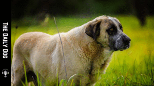 Rafeiro do Alentijos: Portugal’s Noble Guardian Dog