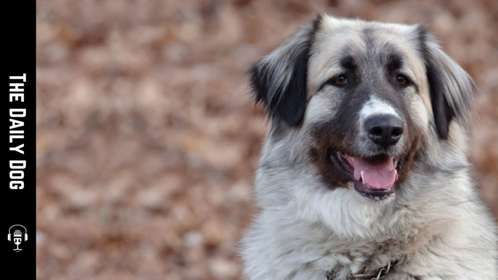 Romanian Carpathian Shepherd: The Guardian of the Mountains