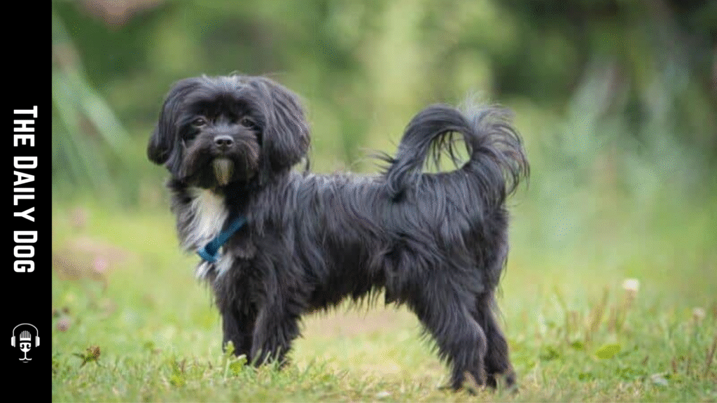 Russian Tsvetnaya Bolonka: The Charming Colorful Companion for Dog Lovers