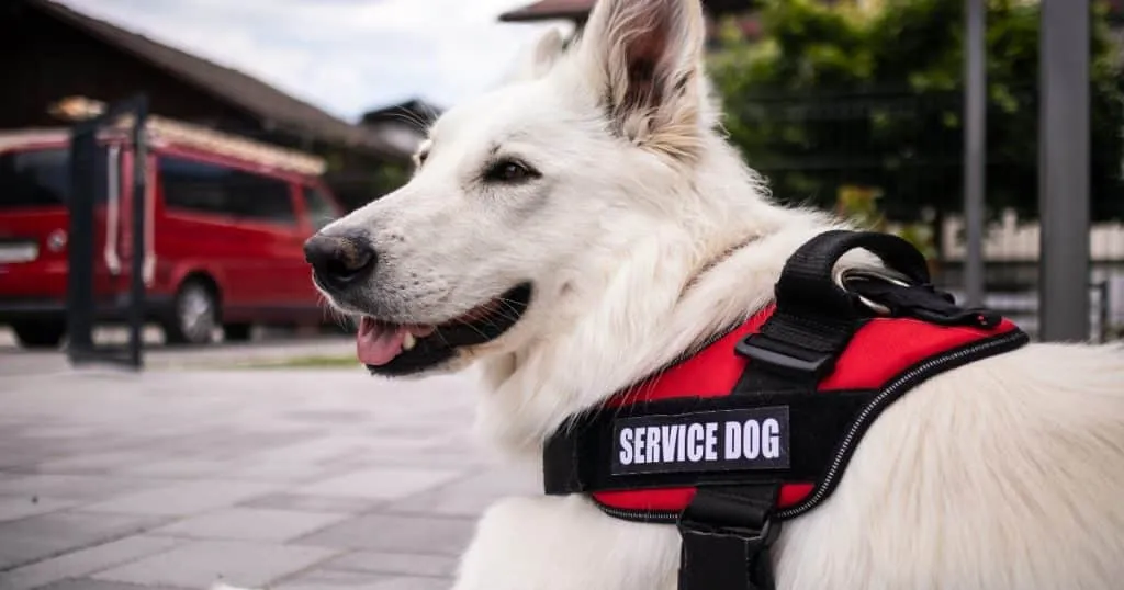 Autism Service Dogs: Building Independence for Children & Adults