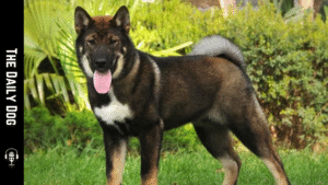Shikoku Dog: The Noble and Agile Japanese Breed