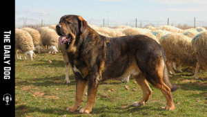Spanish Mastiff: The Loyal Guardian of the Spanish Countryside