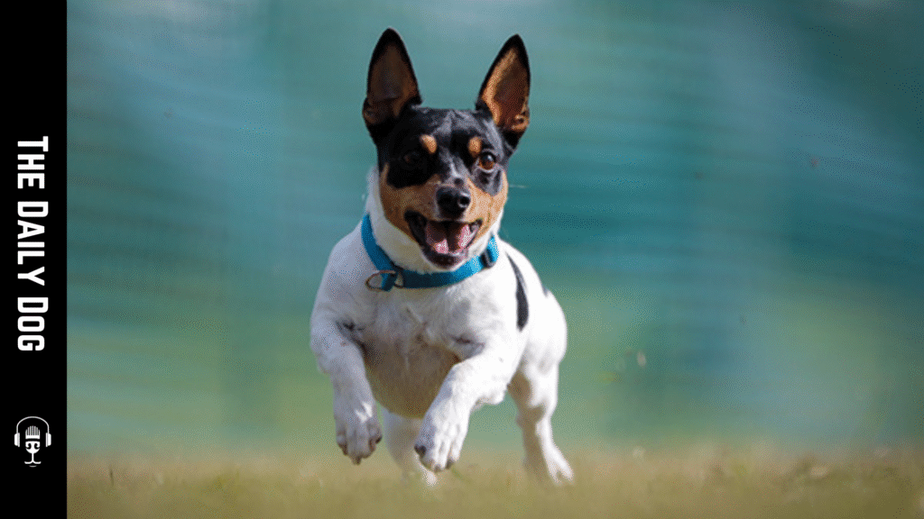 Teddy Roosevelt Terrier: The Energetic and Intelligent Companion for Active Dog Lovers