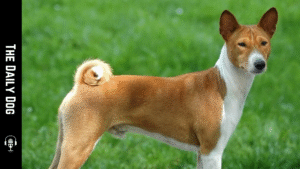 Telomian: The Unique and Intelligent Dog Breed from Malaysia