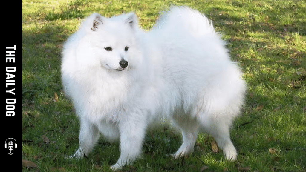 Volpino Italiano: The Elegant and Lively Italian Spitz