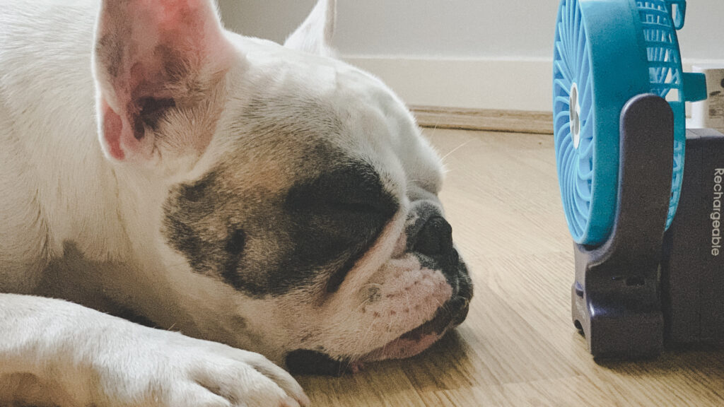 5 Tips to Keep Your Dog Safe in Extreme Heat
