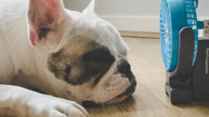5 Tips to Keep Your Dog Safe in Extreme Heat