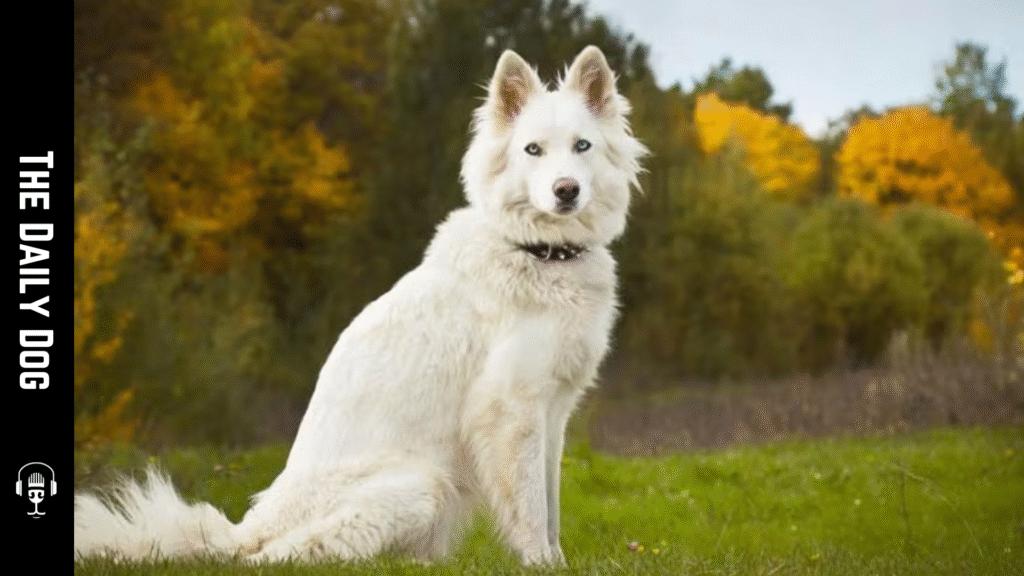 Yakutian Laika: The Arctic Sled Dog with a Heart of Gold