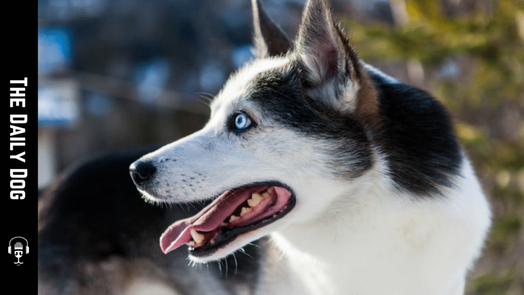 Alaskan Husky: The Ultimate Working Dog and Loyal Companion