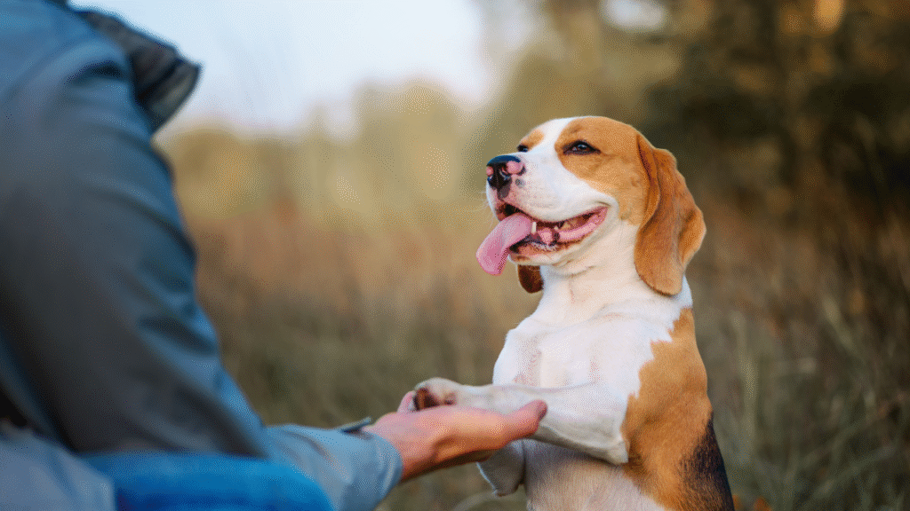 Why Dog Training Franchise Trainers Might Be a Bad Idea for Dog Owners