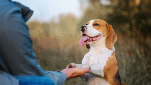Why Dog Training Franchise Trainers Might Be a Bad Idea for Dog Owners