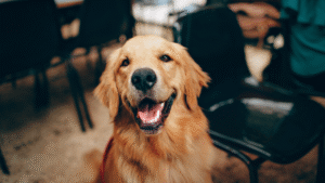 Can Dog Training Be Scammy? Uncovering the Truth Behind Trustworthy Canine Education