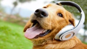 If you tend to leave the radio on for your dog when you leave the house, listen up: Some music can be more stressful than being left alone.