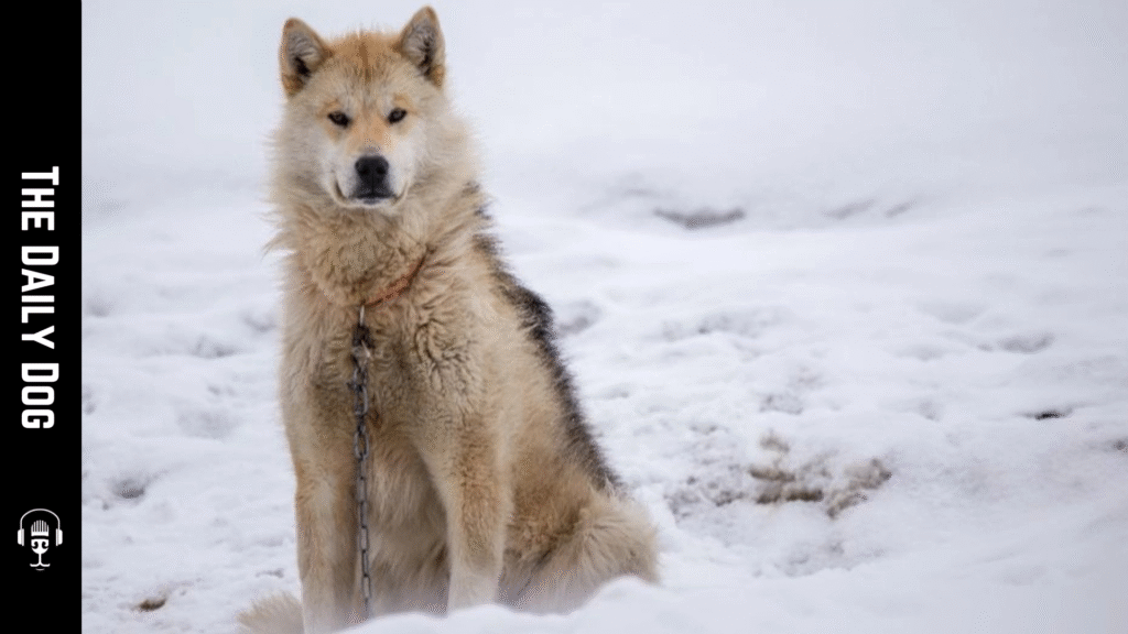 Greenland Dog: The Arctic Sled Dog with a Noble Spirit