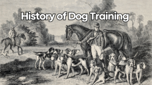 The Evolution of Dog Training: From Compulsion to Compassion