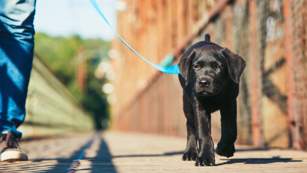 5 Costly Mistakes Anchorage Dog Owners Make With DIY Training