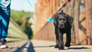 5 Costly Mistakes Anchorage Dog Owners Make With DIY Training