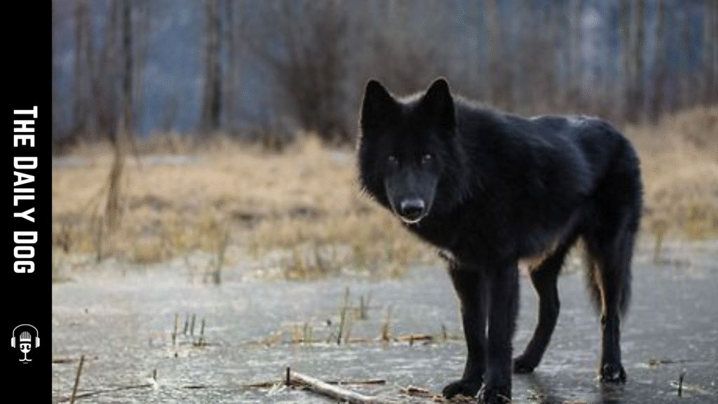 Alaskan Noble Companion Dog: The Loyal and Versatile Canine of the North