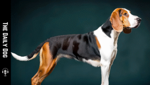 The Anglo-Francais: An Elegant and Versatile Hunting Dog