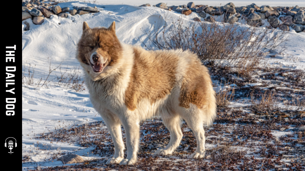 Canadian Eskimo Dog: A Storied Arctic Sled Dog of Resilience, History, and Care