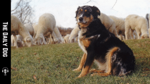 Cane di Oropa: The Italian Guardian with Quiet Dignity and Power