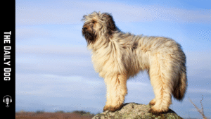 Korean Sapsali Shaggy Dog: The Loyal Guardian with a Rich Heritage
