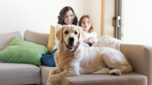 The Hidden Costs of Cheap Dog Training: Why “Bargain” Programs Often Backfire