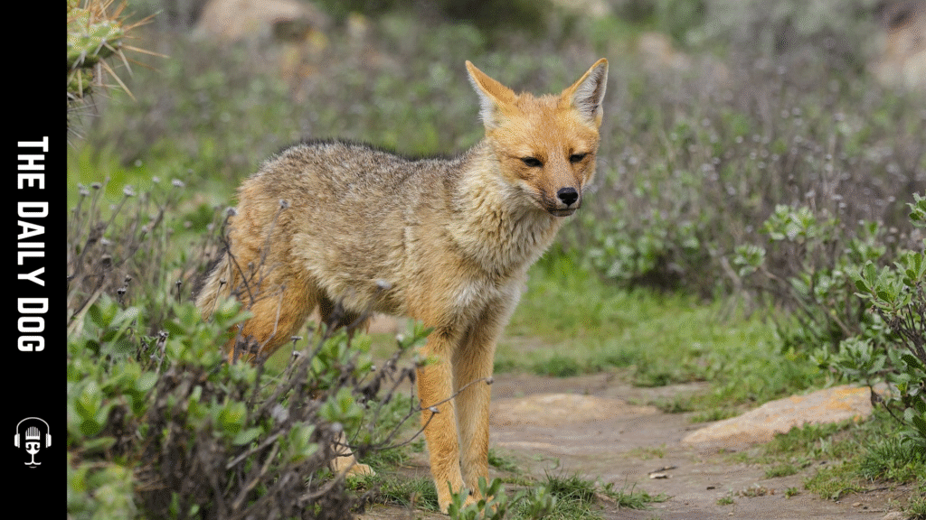 Culpeo: The Intelligent and Agile South American Wild Dog