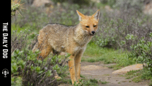Culpeo: The Intelligent and Agile South American Wild Dog