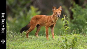 Unveiling the Dhole: The Wild Canine of Asia