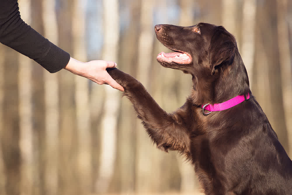 Why Perfect Timing Doesn’t Exist for Dog Owners