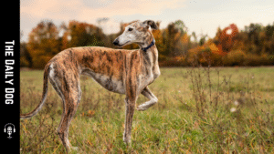 Galgo Español: The Elegant Spanish Greyhound That Combines Speed, Grace, and Loyalty