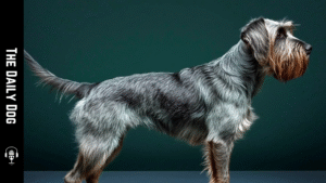 The Griffon Nivernais: A Loyal French Scent Hound for Active Families