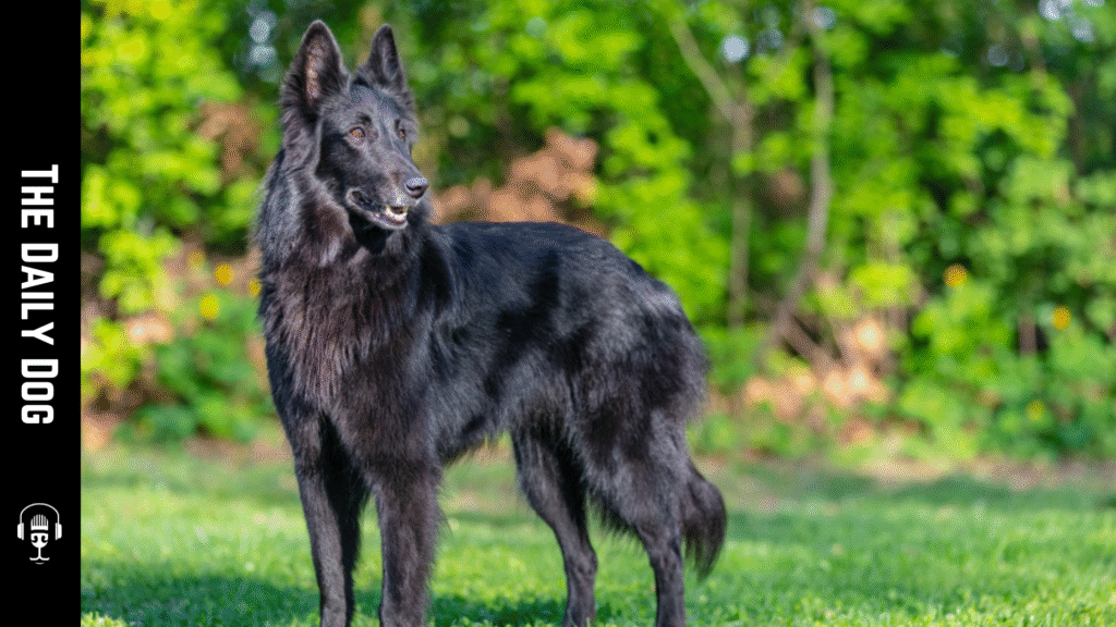 Groenendael: The Elegant Belgian Shepherd for Loyal Dog Enthusiasts