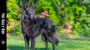 Groenendael: The Elegant Belgian Shepherd for Loyal Dog Enthusiasts